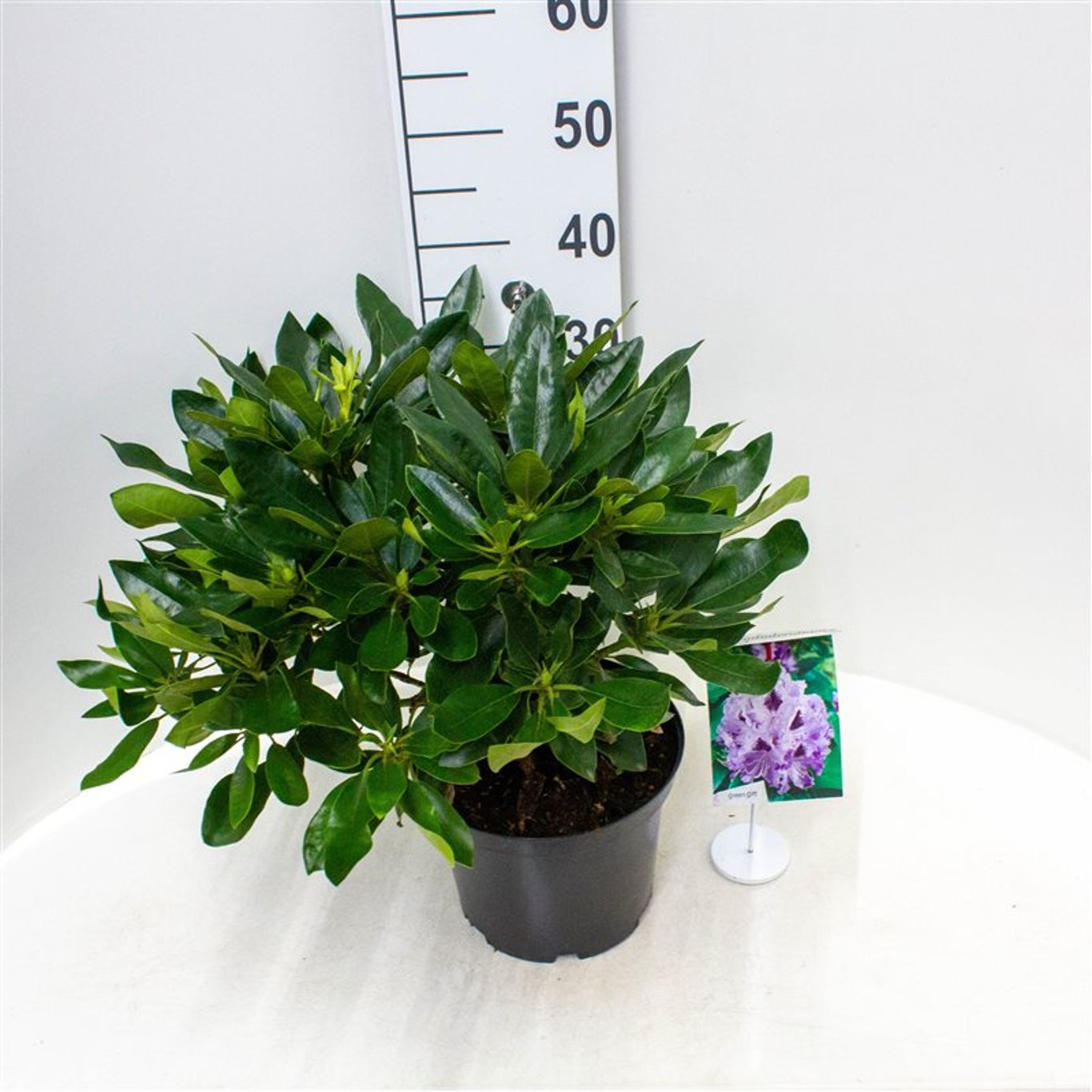 Rhododendron – Rhododendron 'Blue Jay' - C5 30-40 CM